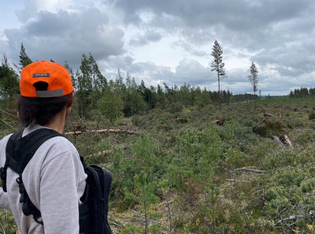 Överblick av skogsskador